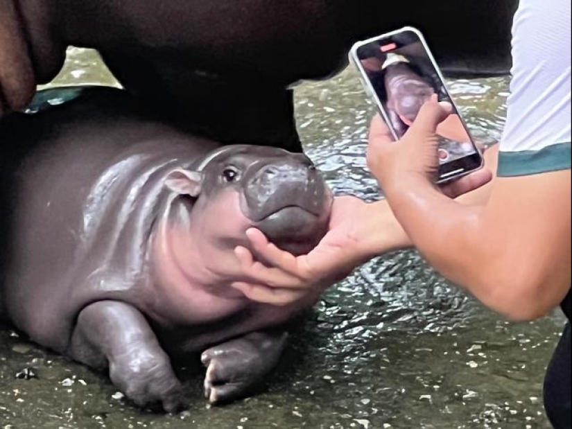 Cómo el hipopótamo Mu Deng de un zoológico tailandés se convirtió en una estrella mundial