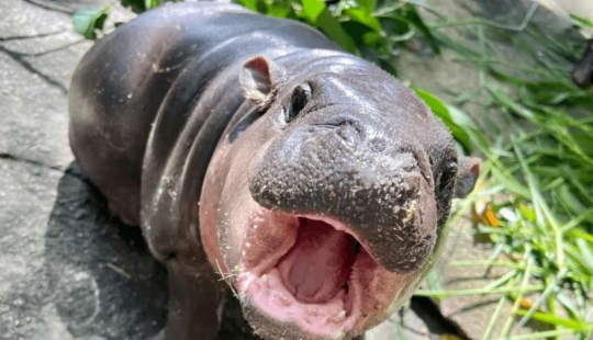 Cómo el hipopótamo Mu Deng de un zoológico tailandés se convirtió en una estrella mundial