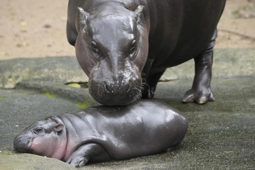 Cómo el hipopótamo Mu Deng de un zoológico tailandés se convirtió en una estrella mundial