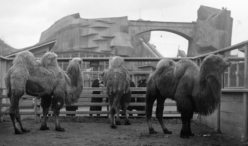 Cómo el Zoológico de Leningrado sobrevivió al bloqueo