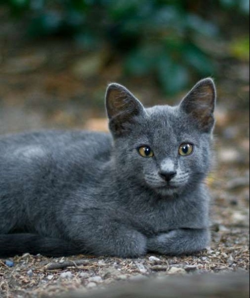 ¿Cómo está tu gato tratando de hablar contigo