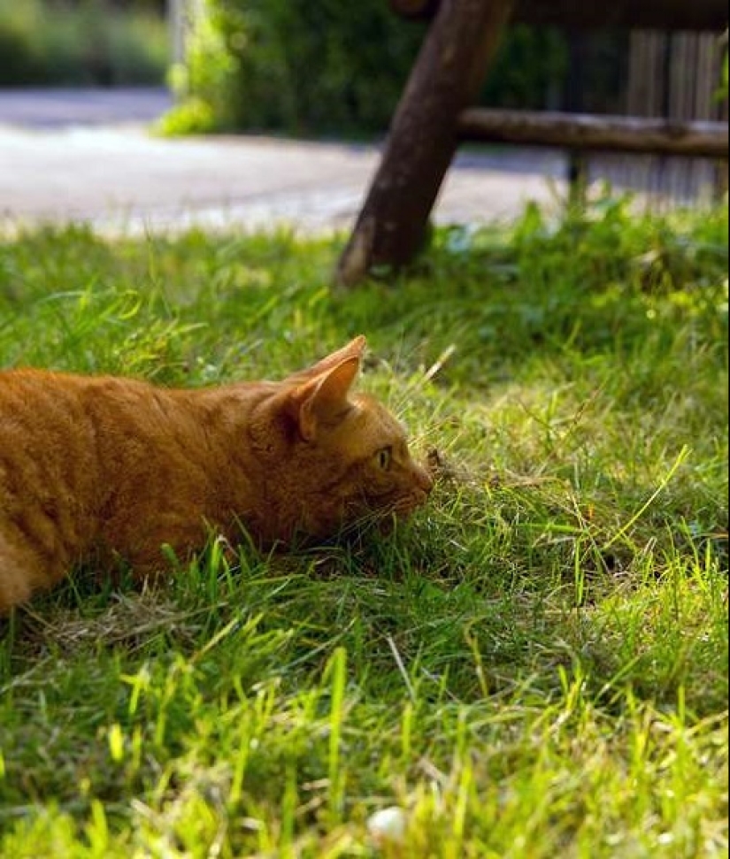 ¿Cómo está tu gato tratando de hablar contigo