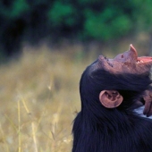 ¿Cómo intentaron los científicos enseñar a hablar a los primates?