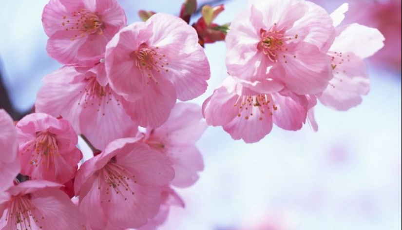 Cómo la flor de cerezo se convirtió en un árbol sagrado para los japoneses