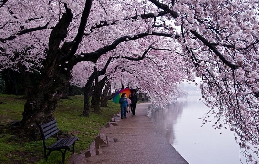 Cómo la flor de cerezo se convirtió en un árbol sagrado para los japoneses