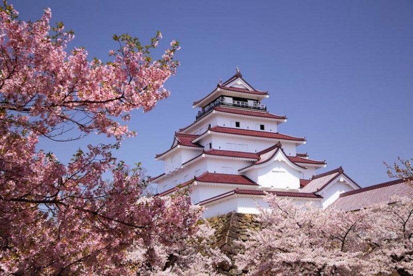 Cómo la flor de cerezo se convirtió en un árbol sagrado para los japoneses