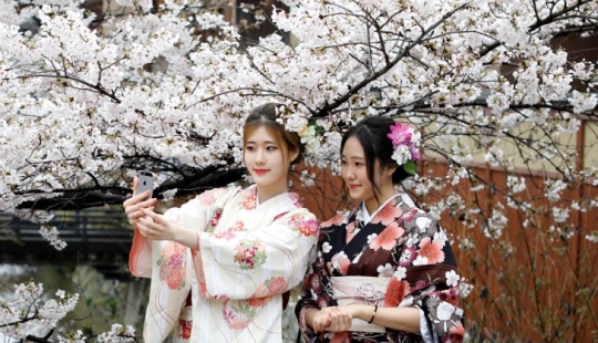 Cómo la flor de cerezo se convirtió en un árbol sagrado para los japoneses