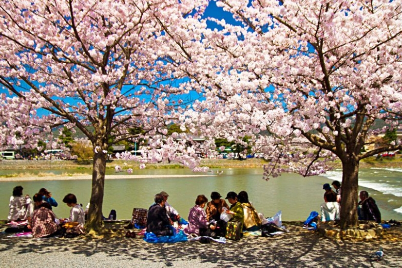 Cómo la flor de cerezo se convirtió en un árbol sagrado para los japoneses