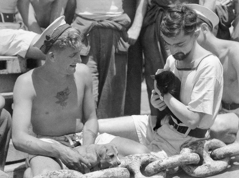 Cómo los gatos se hicieron a la mar