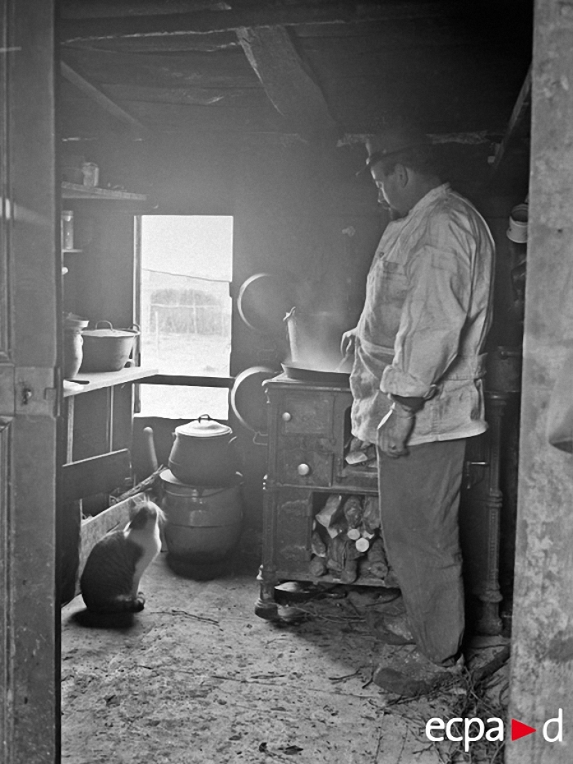 Cómo los gatos tomó parte en la guerra