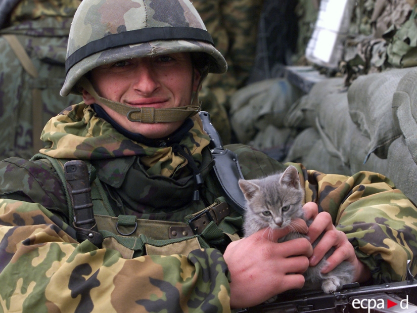 Cómo los gatos tomó parte en la guerra