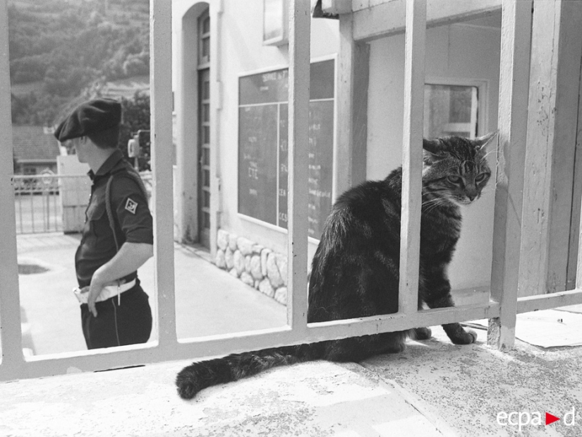 Cómo los gatos tomó parte en la guerra