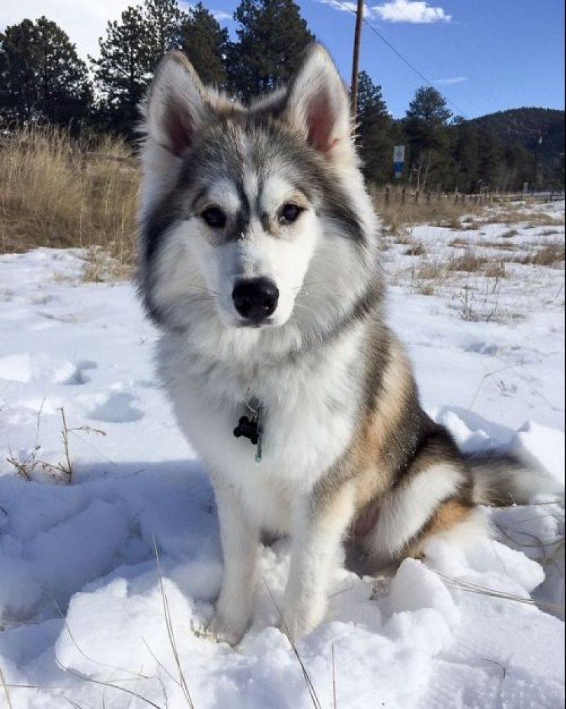 Cómo lucir como un cruce entre un husky y otras razas de perros