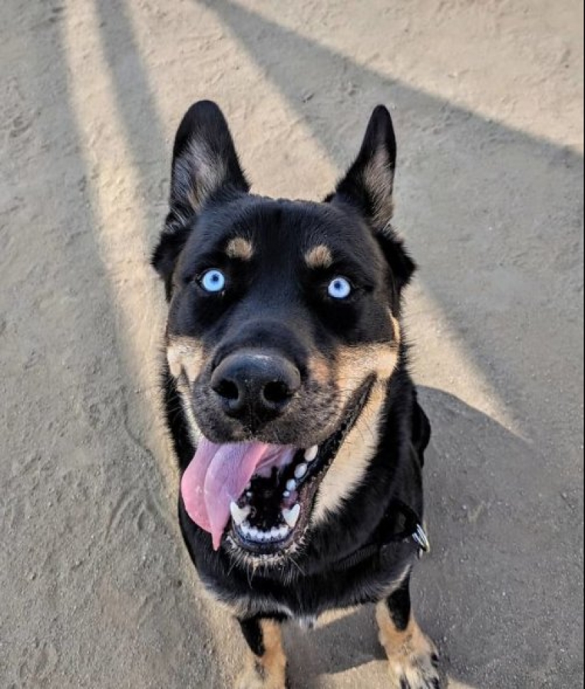 Cómo lucir como un cruce entre un husky y otras razas de perros