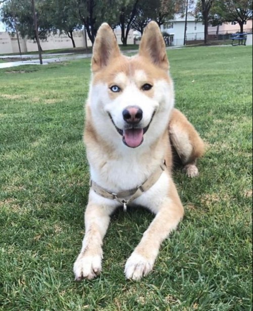 Cómo lucir como un cruce entre un husky y otras razas de perros