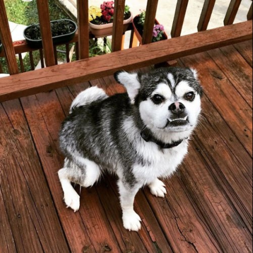 Cómo lucir como un cruce entre un husky y otras razas de perros