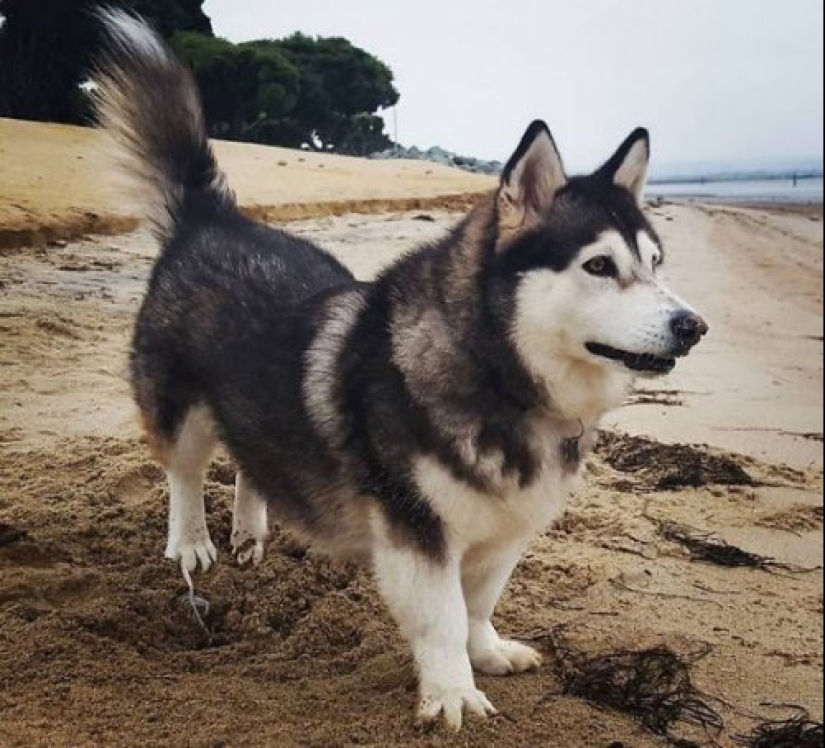 Cómo lucir como un cruce entre un husky y otras razas de perros