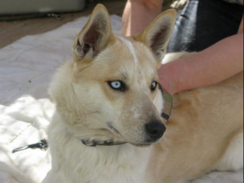 Cómo lucir como un cruce entre un husky y otras razas de perros