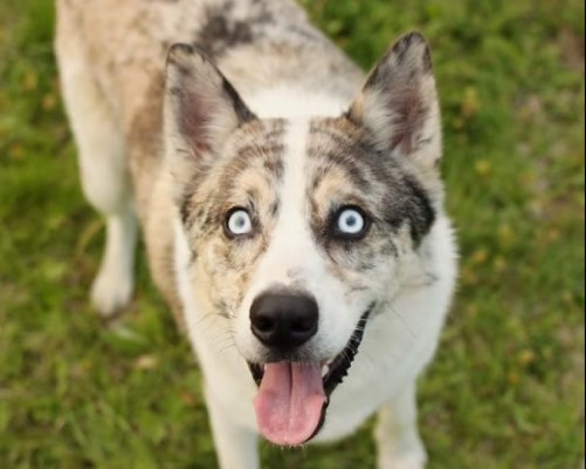 Cómo lucir como un cruce entre un husky y otras razas de perros