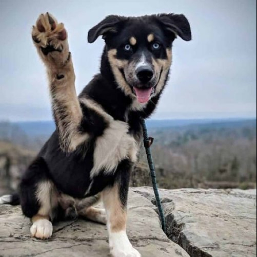 Cómo lucir como un cruce entre un husky y otras razas de perros