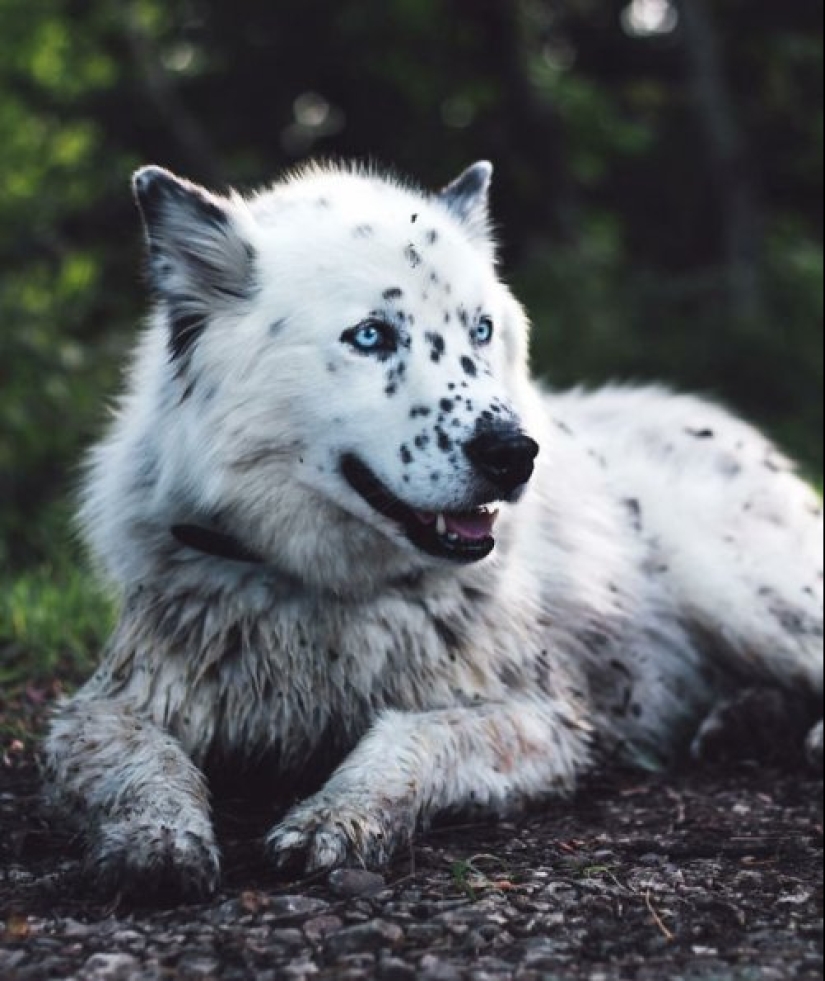 Cómo lucir como un cruce entre un husky y otras razas de perros