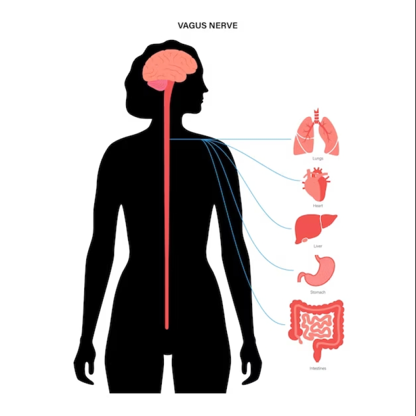 Cómo nos afecta el nervio vago y cómo podemos influir en él