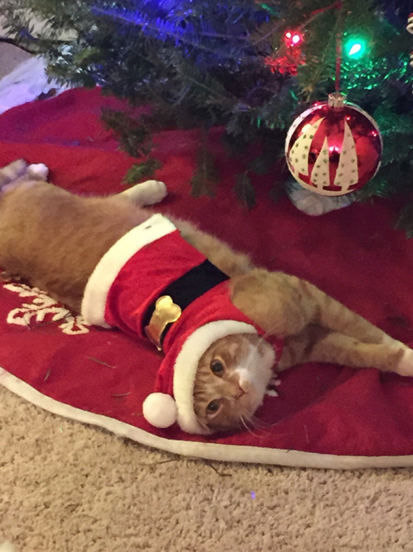 Cómo proteger un árbol de Navidad de mascotas dañinas y audaces