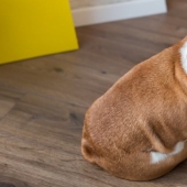 Cómo recuperar la confianza de un gato o un perro si los has ofendido