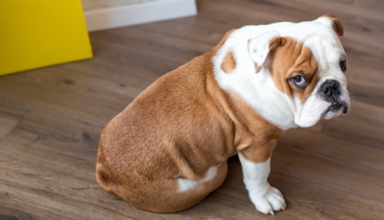 Cómo recuperar la confianza de un gato o un perro si los has ofendido