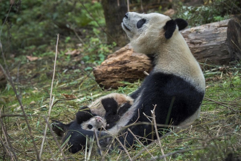 Cómo se crían los pandas en la provincia de Sichuan