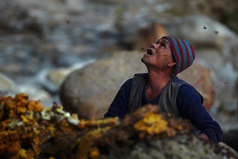 Cómo se extrae el dulce oro de Nepal