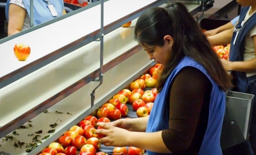 Cómo se procesan las manzanas para su almacenamiento a largo plazo y cómo no envenenarse con ellas