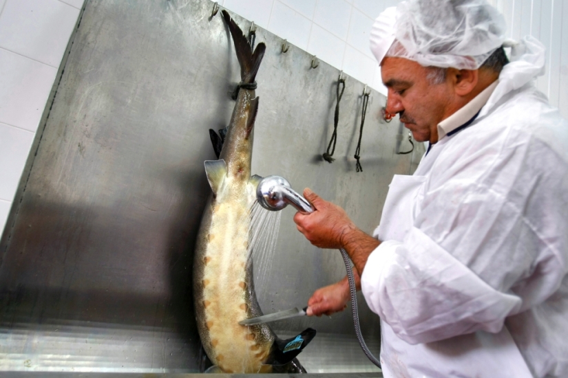Cómo se produce el caviar negro en Israel