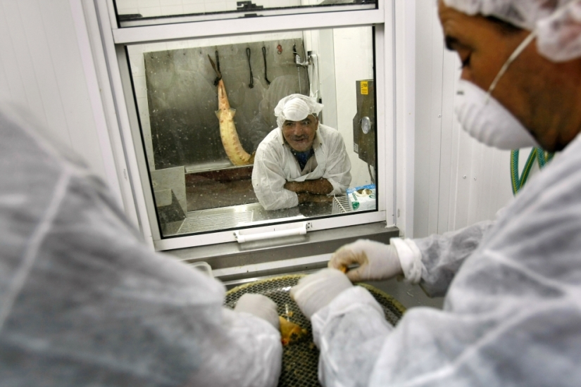 Cómo se produce el caviar negro en Israel