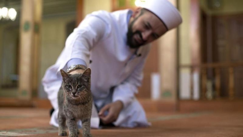 Cómo se trata a los gatos en el Islam