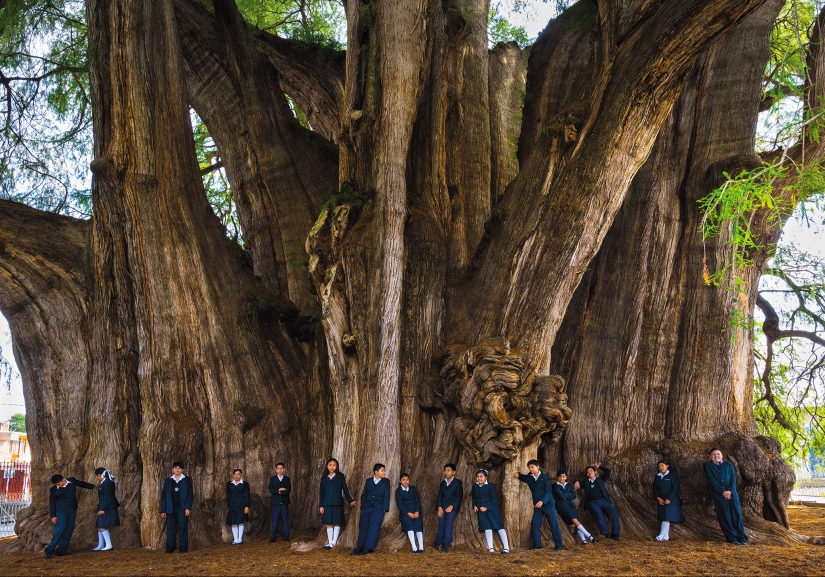 Cómo se ve el árbol Thule, un antiguo ciprés en México con el tronco más grueso del mundo