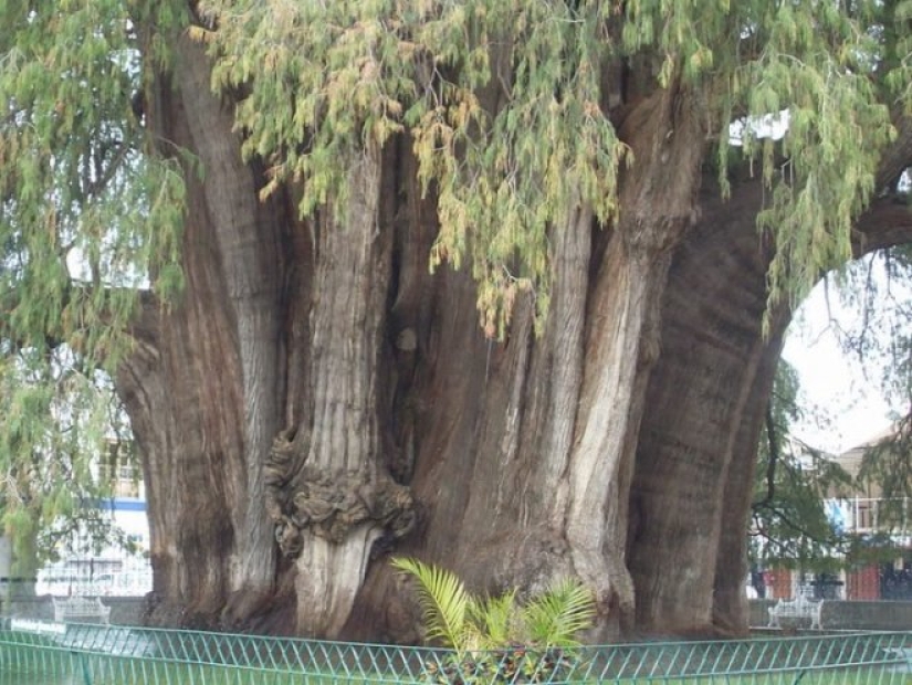 Cómo se ve el árbol Thule, un antiguo ciprés en México con el tronco más grueso del mundo