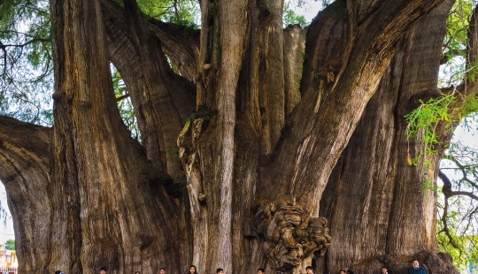 Cómo se ve el árbol Thule, un antiguo ciprés en México con el tronco más grueso del mundo