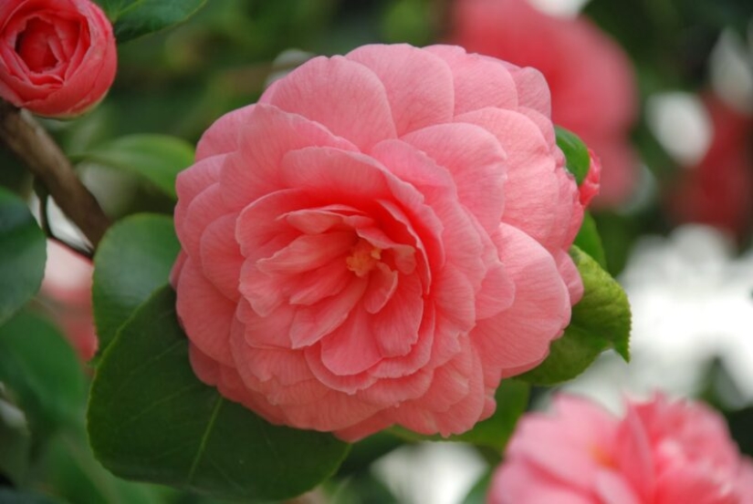 ¿Cómo se ve la flor más rara y más cara del mundo