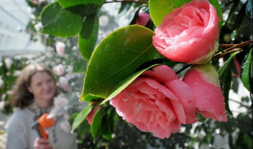 ¿Cómo se ve la flor más rara y más cara del mundo