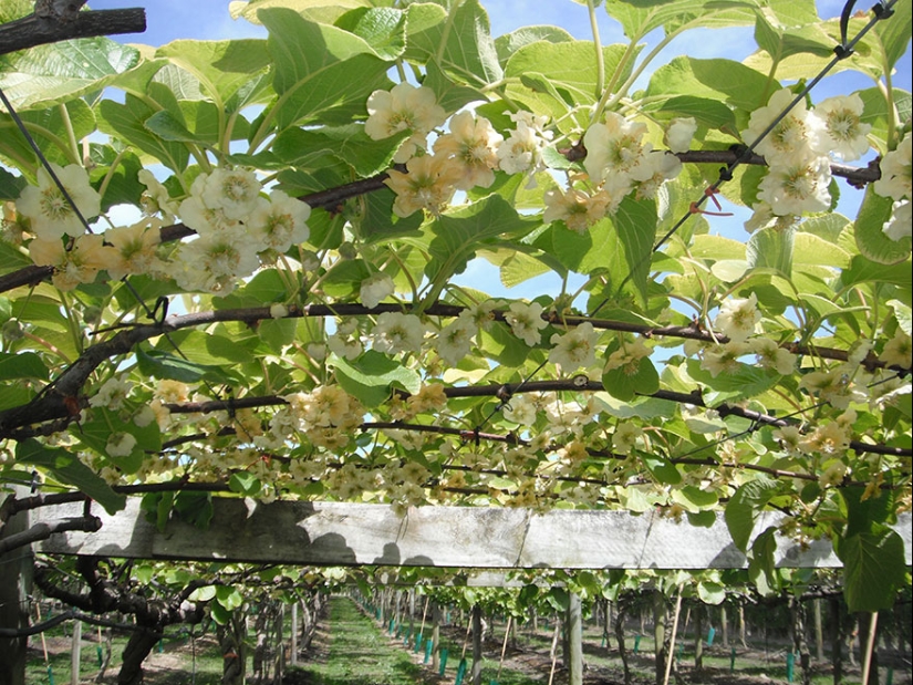 Cómo se ven los productos populares antes de la cosecha