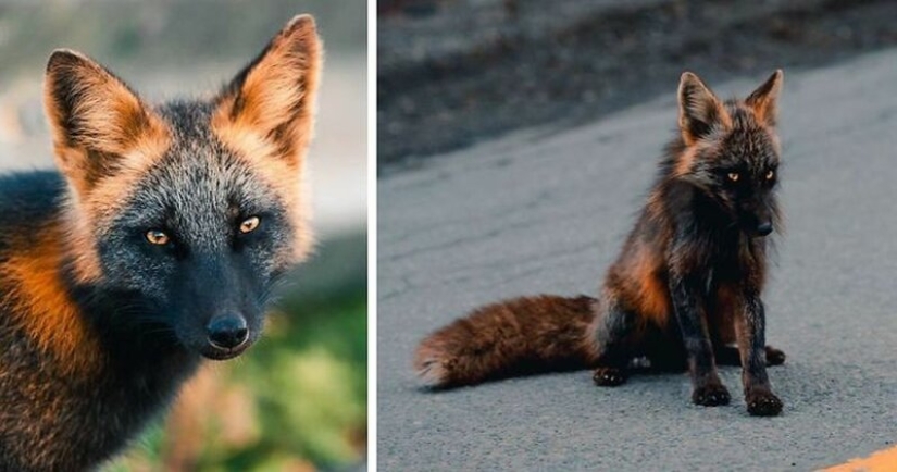 Cómo un fotógrafo canadiense se hizo amigo de un zorro