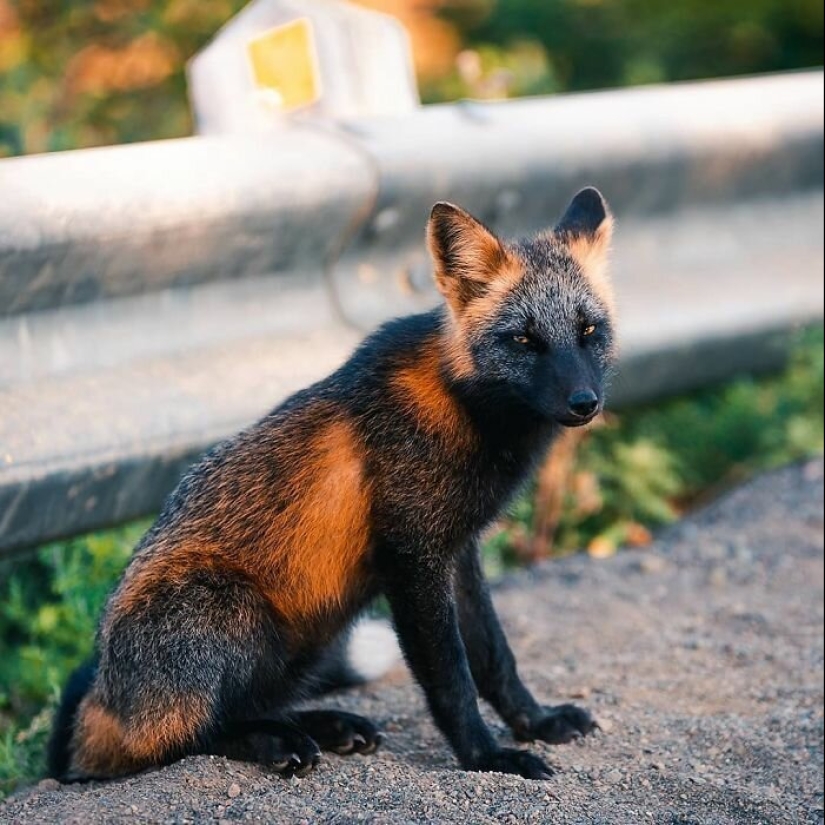 Cómo un fotógrafo canadiense se hizo amigo de un zorro