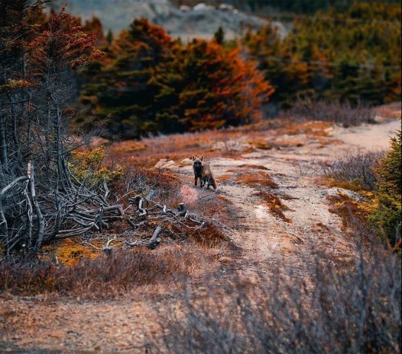 Cómo un fotógrafo canadiense se hizo amigo de un zorro