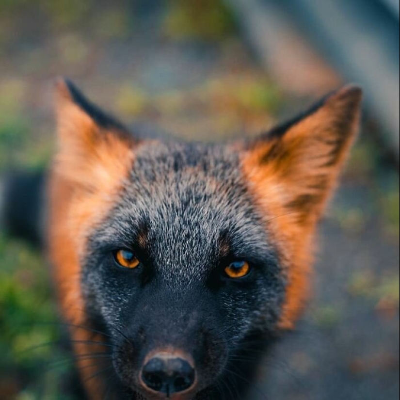 Cómo un fotógrafo canadiense se hizo amigo de un zorro