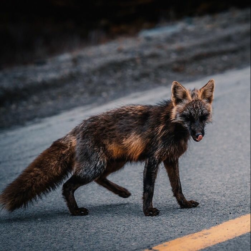 Cómo un fotógrafo canadiense se hizo amigo de un zorro