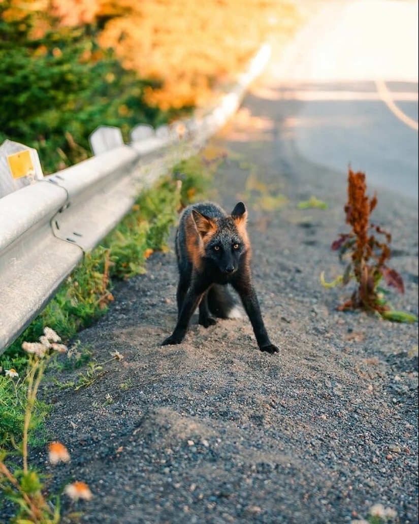 Cómo un fotógrafo canadiense se hizo amigo de un zorro