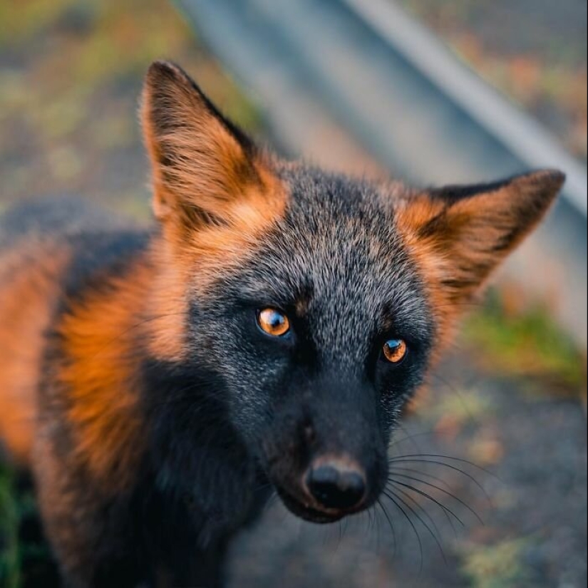 Cómo un fotógrafo canadiense se hizo amigo de un zorro