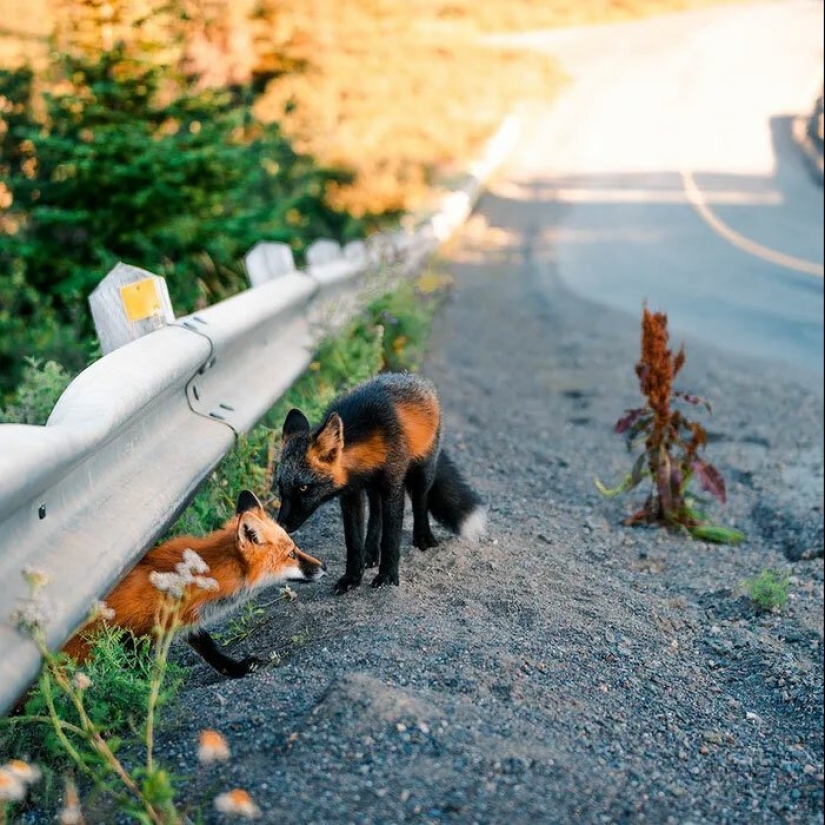 Cómo un fotógrafo canadiense se hizo amigo de un zorro