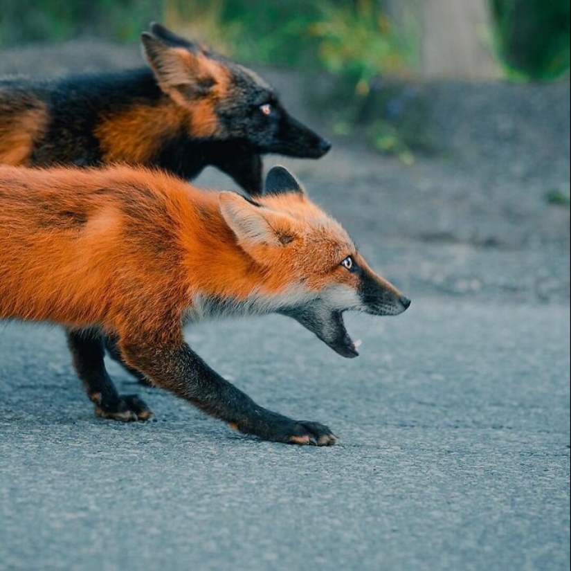 Cómo un fotógrafo canadiense se hizo amigo de un zorro